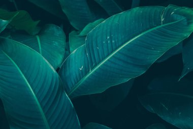 Yeşil Yaprak Desen; Doğal Arka Plan 