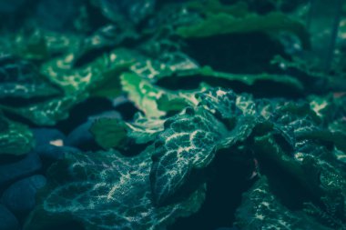 Yeşil Yaprak Desen; Doğal Arka Plan 