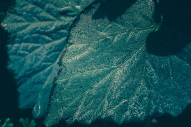 Yeşil Yaprak Desen; Doğal Arka Plan 