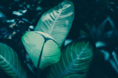 Yeşil Yaprak Desen; Doğal Arka Plan 