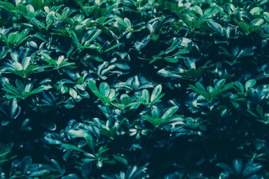 Yeşil Yaprak Desen; Doğal Arka Plan 