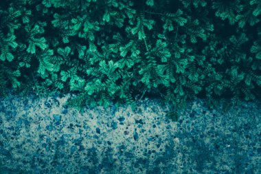 Taş duvarlı Yeşil Yaprak; doğa arka plan