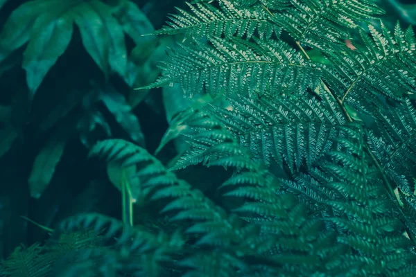 Візерунок Зеленого Листя Природний Фон — стокове фото
