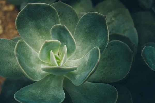 Succulent Plants Nature Background Texture — Stock Photo, Image