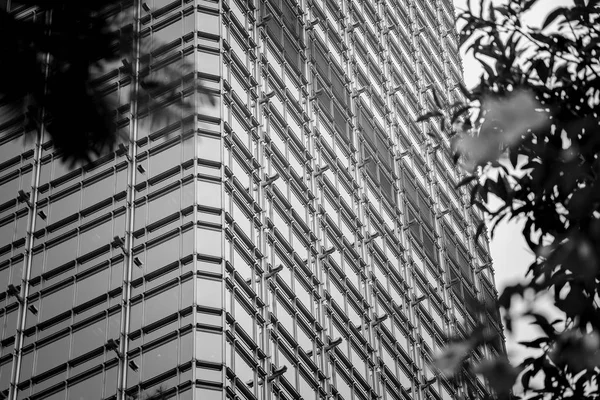 Edifício Escritórios Closeup Árvore Conceito Negócio Estilo Preto Branco — Fotografia de Stock