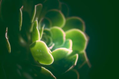 Etli bitki; vintage tarzı; doğa arka plan