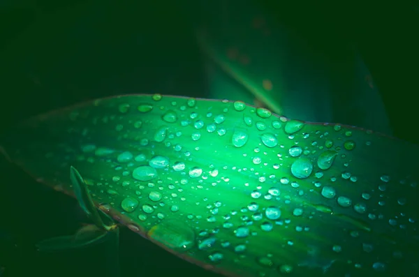 Foglia Verde Con Goccia Acqua Fondo Natura — Foto Stock