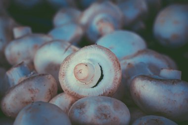 Wellington Pazar pazarında taze beyaz düğme mantar; mantar arka plan