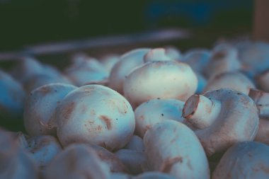 Wellington Pazar pazarında taze beyaz düğme mantar; mantar arka plan