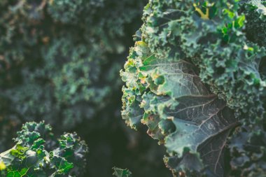 Pazar pazarında Taze Kale. Taze Kale arka plan