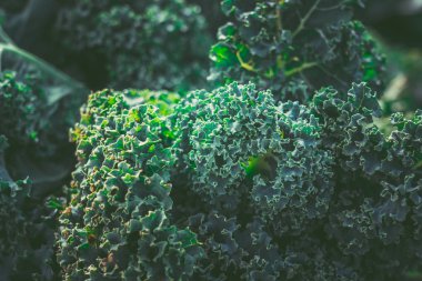 Pazar pazarında Taze Kale. Taze Kale arka plan