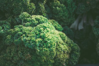 Markette Maydanoz. Organik gıda. Sağlıklı gıda