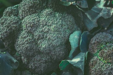 Açık pazarda satılık Brokoli. Organik gıda. Sağlıklı gıda