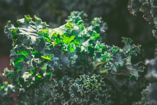 Pazar pazarında Taze Kale. Taze Kale arka plan