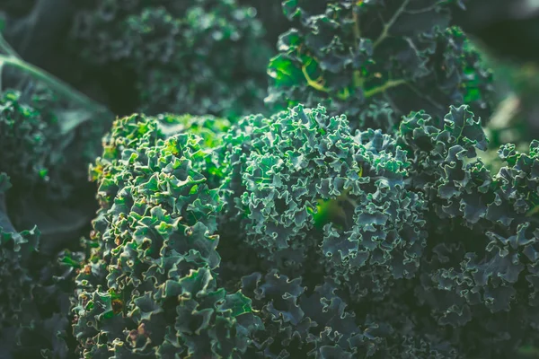 Pazar pazarında Taze Kale. Taze Kale arka plan