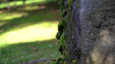 yosunlu taş üzerinde su damlası; 4k; güzellik doğa;