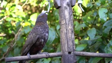 Kaka (Nestor kaka) Wellington, Yeni Zelanda şube yemek