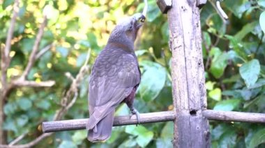 Kaka (Nestor kaka) Wellington, Yeni Zelanda şube yemek