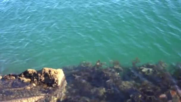 Stenen in de zee met algen in Nieuw-Zeeland — Stockvideo