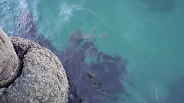 Steine im Meer mit Algen in Neuseeland — Stockvideo