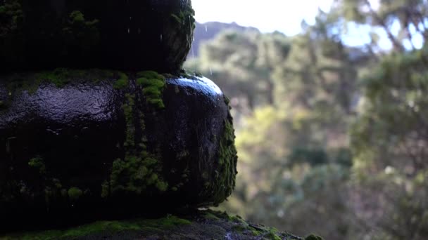 Gota de água na pedra musgosa; 4k; natureza de beleza ; — Vídeo de Stock