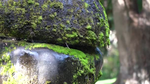 Water drop on mossy stone; 4k; beauty nature; — Stock Video