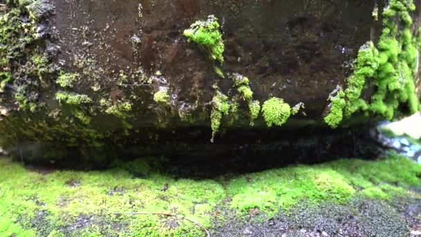 Vatten droppe på Mossy sten; 4K skönhet natur; — Stockvideo