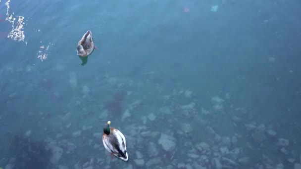 Dziki kaczka pływanie w morze zbliżenie. — Wideo stockowe