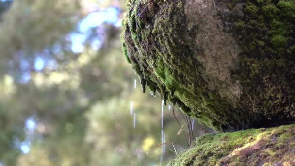 Gota de agua sobre piedra musgosa; 4k; belleza naturaleza ; — Vídeos de Stock