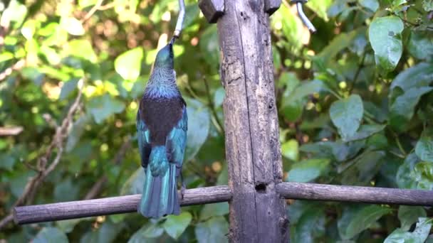 Nieuw Zeelandse Inheemse Vogel Tui Eating Tak — Stockvideo