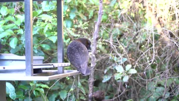 Kaka (Nestor kaka) äter på filialen i Wellington, Nya Zeeland — Stockvideo