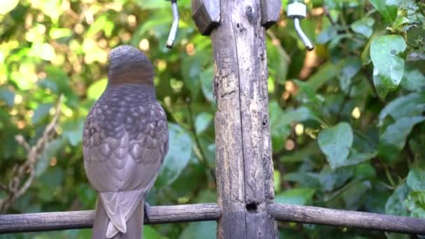 Kaka (nestor kaka) beim essen auf dem zweig in wellington, neuseeland — Stockvideo