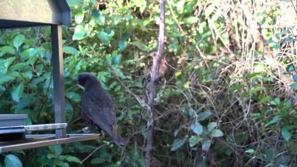 Kaka (Nestor kaka) manger sur la branche à Wellington, Nouvelle-Zélande — Video