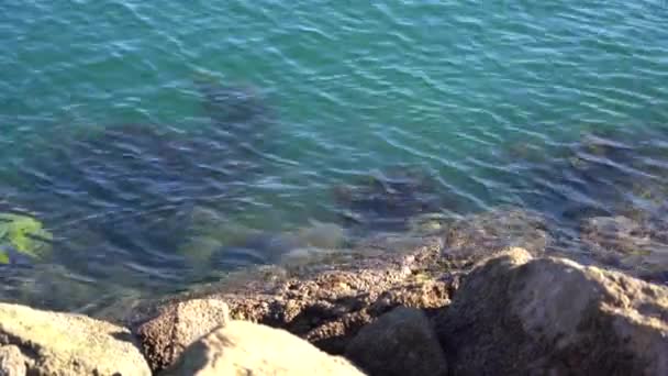 Stenen in de zee met algen in Nieuw-Zeeland — Stockvideo