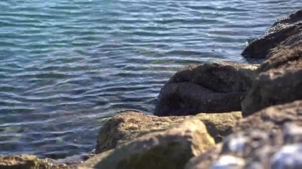 Kameny v moři s řasami na Novém Zélandu — Stock video