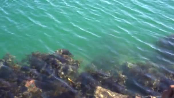 Stenar i havet med alger i Nya Zeeland — Stockvideo