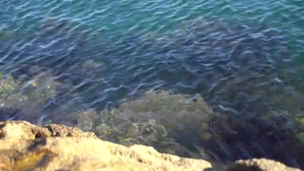 Stenar i havet med alger i Nya Zeeland — Stockvideo