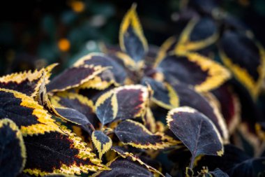 Coleus 'un geçmişi. Coleus tesisini kapatın.