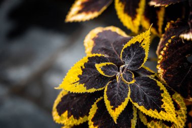 Coleus 'un geçmişi. Coleus tesisini kapatın.