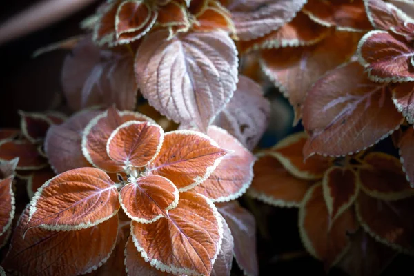 Coleus Background Coleus Plant Close — Stock Photo, Image