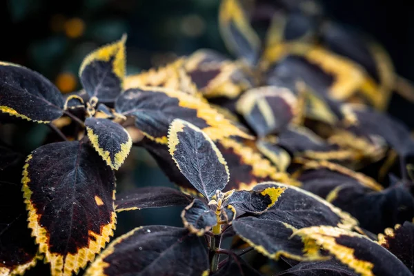 Coleus Background Coleus Plant Close — Stock Photo, Image