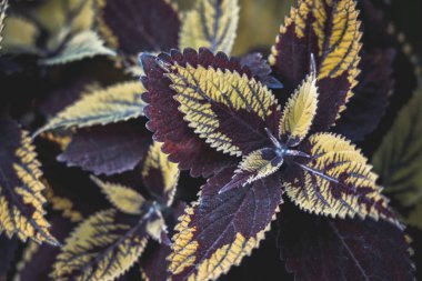 Coleus 'un geçmişi. Coleus tesisini kapatın.