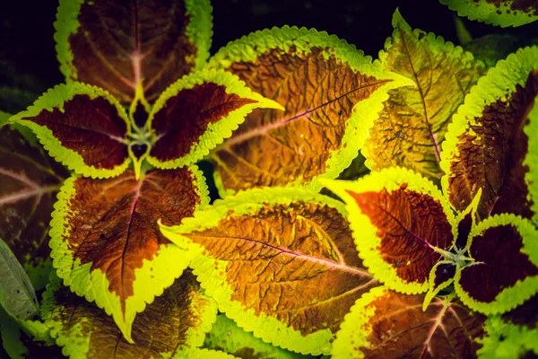 Coleus Background Coleus Plant Close — Stock Photo, Image