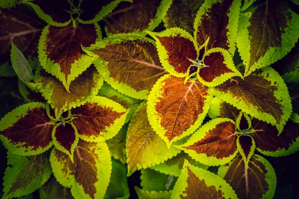 Coleus Background Coleus Plant Close — Stock Photo, Image