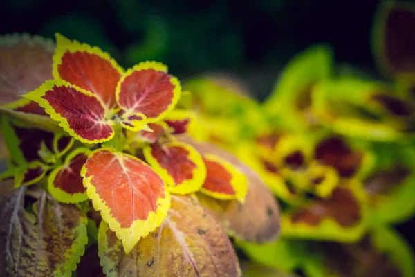 Coleus Background Coleus Plant Close — Stock Photo, Image