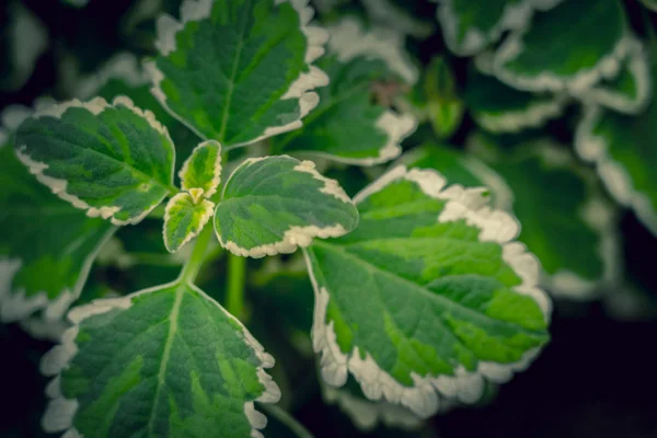 Coleus Background Coleus Plant Close — Stock Photo, Image