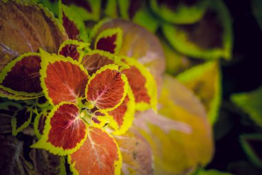 Coleus 'un geçmişi. Coleus tesisini kapatın.