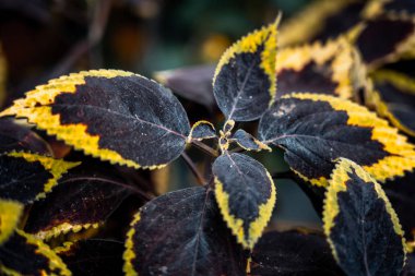 Coleus 'un geçmişi. Coleus tesisini kapatın.