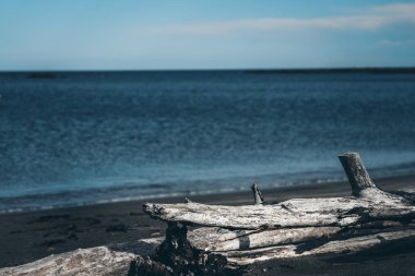 Sahilde ölü ahşap; Sahilde ölü ağaç