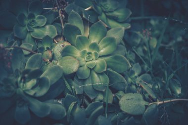 Sulu bitkilerin yakın çekim; vintage tarzı.